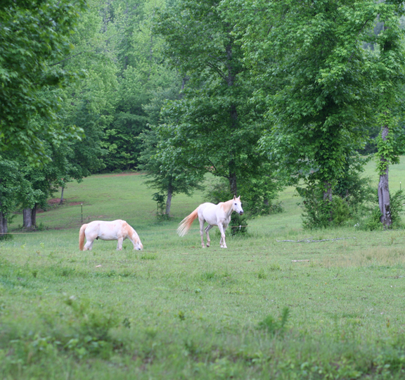 horse-and-pasture-blog
