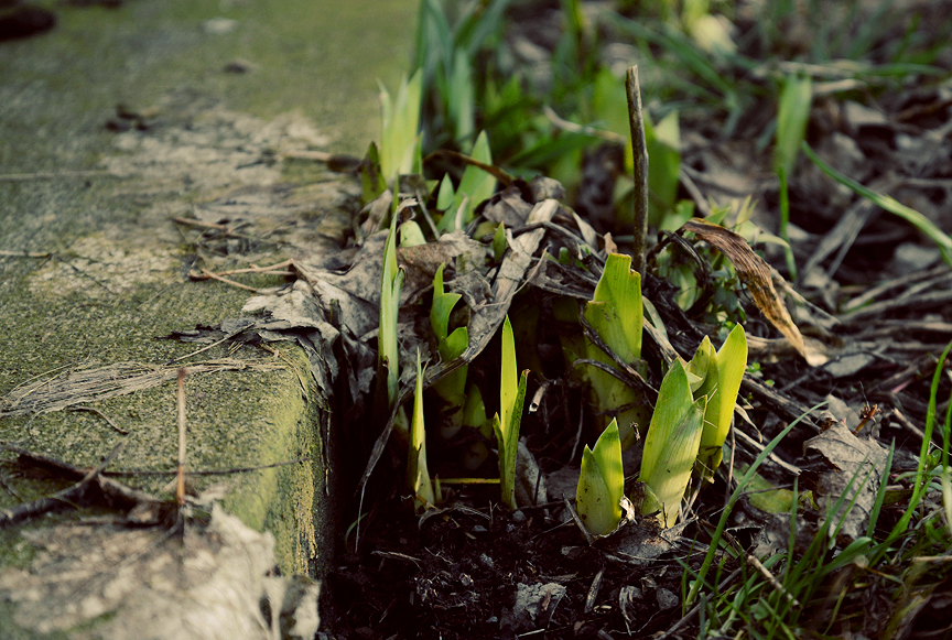 spring iris 2013