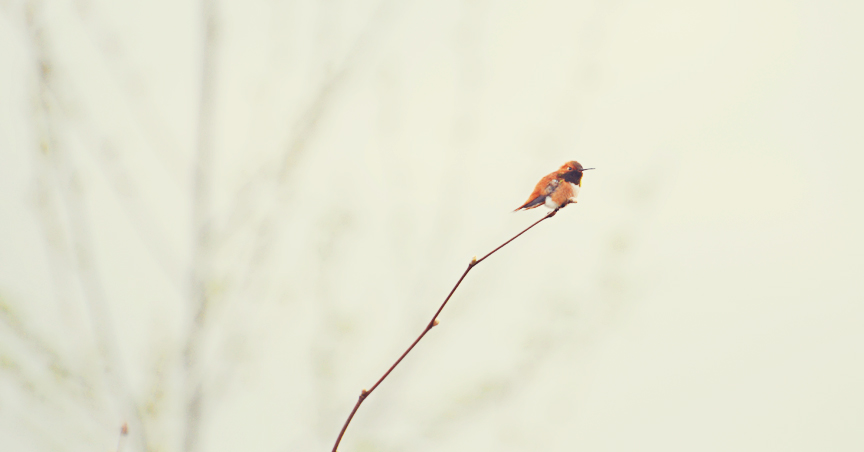 Rufous humming bird on branch