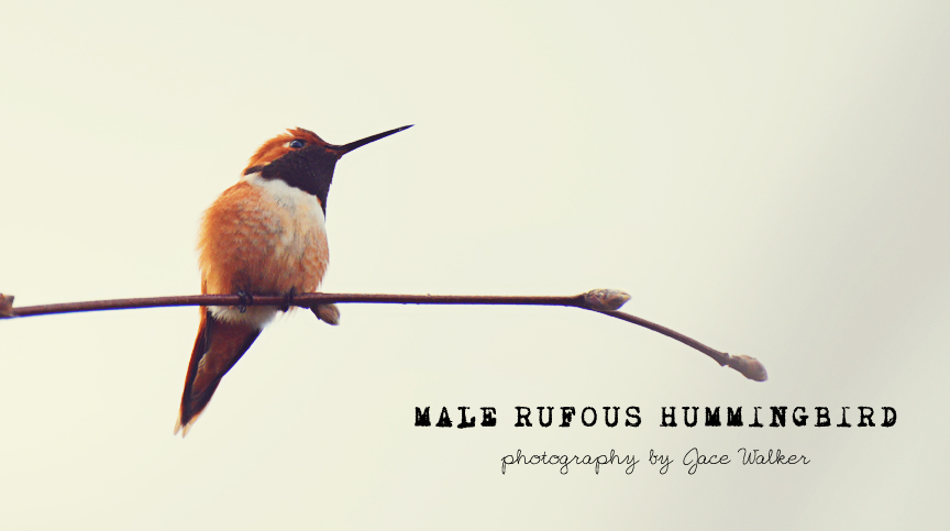 male rufous hummingbird