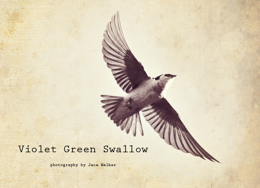 Vilolet Green Swallow