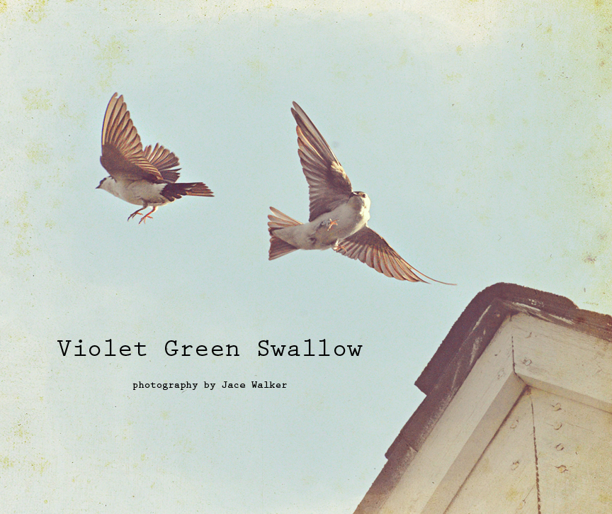 Violet G Swallow