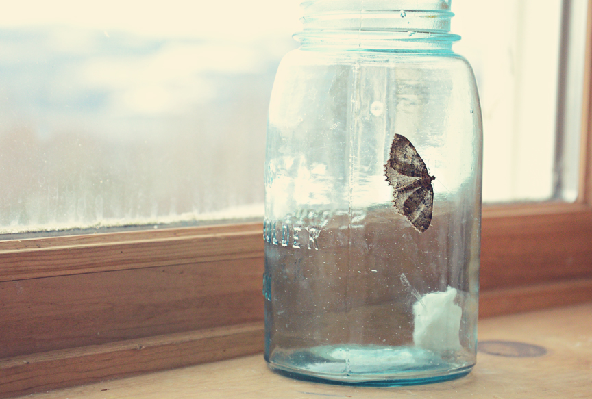 Moth in a jar